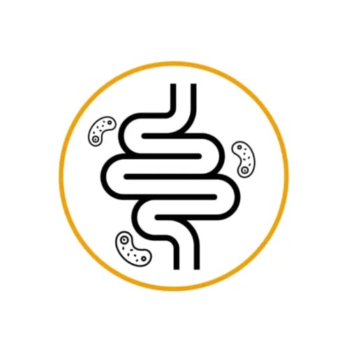 Alzheimer darmgezondheid