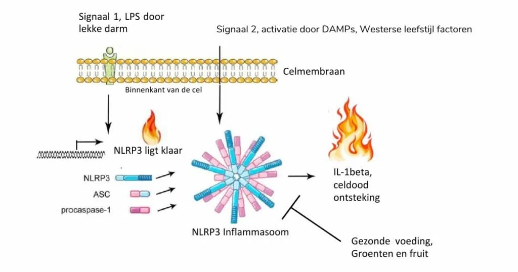 Inline image from Het inflammasoom en het microbioom, of de wetenschap achter gevarieerd groente en fruit eten