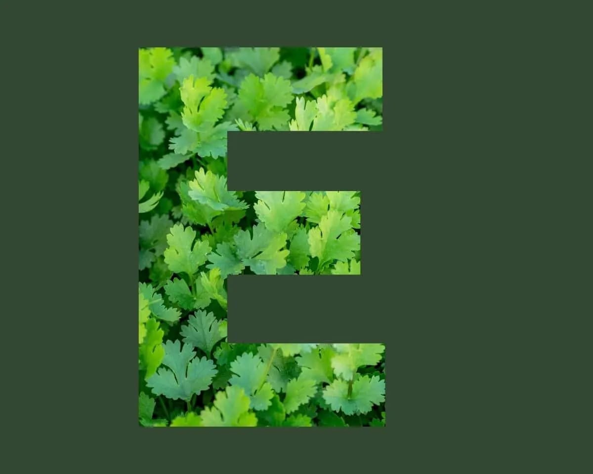 Vitamine E stichting Je Leefstijl Als Medicijn