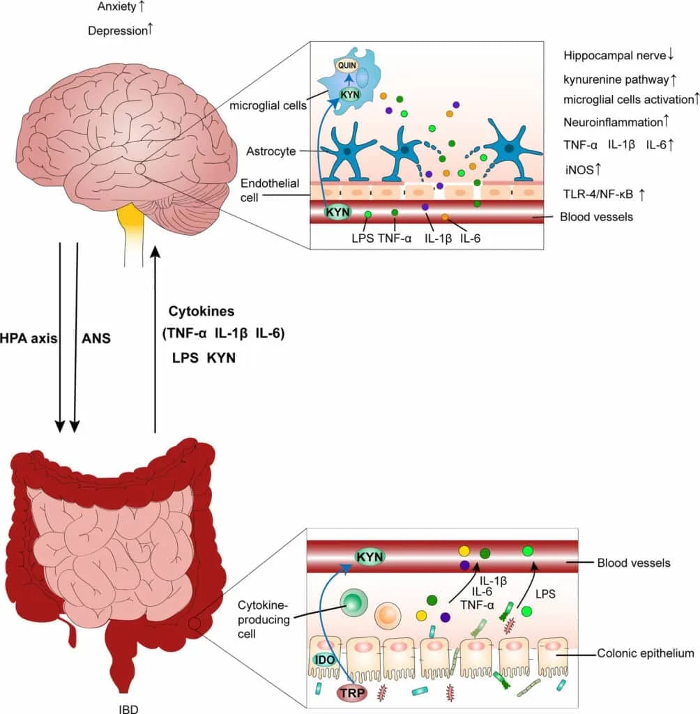IBD en neuroinflammatie